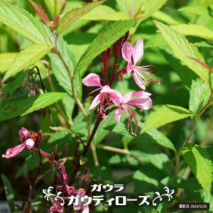 KE inN`E\Ej yKEfB[Yz 3|bgc y\̔z3{ח\