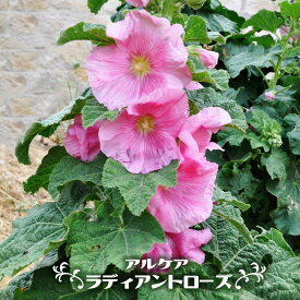 アルケア 【ラディアントローズ】 3号ポット苗 【予約販売】3月下旬頃入荷予定