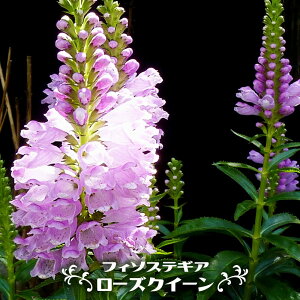 tB\XeMA y[YNC[z 3|bgc y\̔z4`5ח\