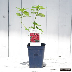 i_ yr[nbs[z 4 |bgc y\̔z4`5ח\