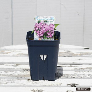 tbNX ytFC}XCgp[vz 3|bgc