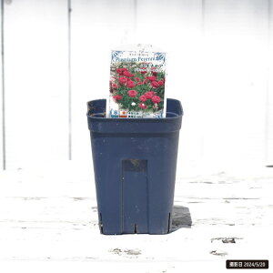 GLiZA yubNx[gtz 3|bgc y\̔z4`5ח\