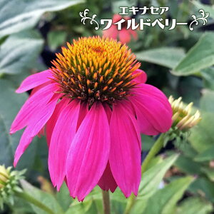 GLiZA yChx[z 3|bgc y\̔z4`5ח\