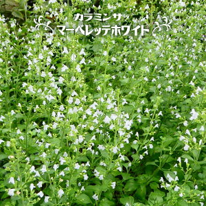 J~T y}[xbezCgz |bgc y\̔z3{ח\