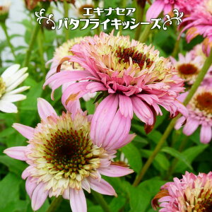 GLiZA yo^tCLbV[Yz 4|bgc y\̔z4`5ח\