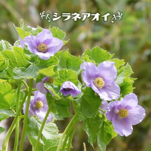 yVlAICz 4|bgc y\̔z4`5ח\