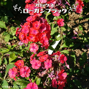 tbNX y[KubNz 4|bgc y\̔z4`5ח\