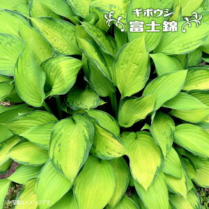 yxmсzM{EV zX^ 4|bgc y\̔z4`5ח\