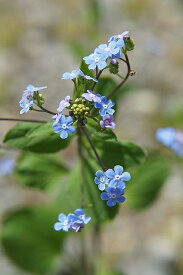 楽天市場 宿根草 青い 花の通販
