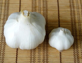 【ジャンボにんにく】 種 球根 3片 国産（島根県産） （植え付け時期11月上旬まで）