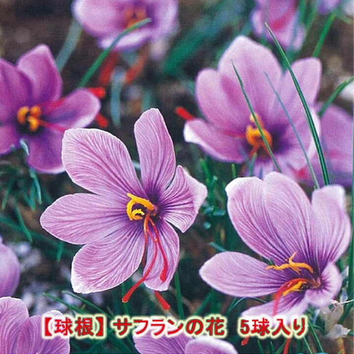 楽天市場 サフラン 球根 5球入り 国産 富山県産 植え付け時期7月中旬 9月下旬まで 苗木部 ｂｙ 花ひろばオンライン