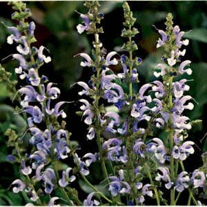 TrA yXJC_Xz 3|bgc y\̔z3{ח\