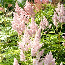 楽天市場 日陰 でも 育つ 花 多年草の通販