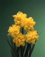 水仙 【八重咲き 黄花品種】 球根 （2球入） （植え付け時期9月中旬～12月下旬） 【予約販売】10月下旬頃…