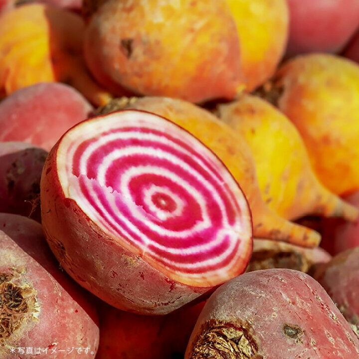 楽天市場 有機種子 ビーツ ビート チオギア Sサイズ 2 5g 種蒔時期 3 6 9 10月 苗木部 by 花ひろばオンライン 楽天市場 有機種子 ビーツ ビート チオギア Sサイズ 2 5g 種蒔時期 3 6 9 10月 苗木部 by 花ひろばオンライン