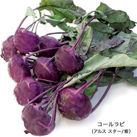 【有機種子】 コールラビ(アスルスター/紫) Sサイズ 80粒 種蒔時期 3～5月、9～10月