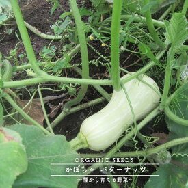 楽天市場 かぼちゃ 苗 花 ガーデン Diy の通販