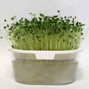 yL@qz P[/XvEg MTCY 50g 펪