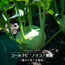 【有機種子】 コールラビ（ノリコ/薄緑） Sサイズ 80粒 種蒔時期 3～5月、9～10月