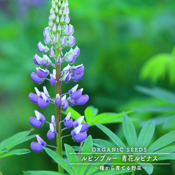 楽天市場 有機種子 ルピンブルー 青花ルピナス 緑肥 牧草 景観用 Sサイズ 30ｇ 約2粒 種蒔時期 3 6月 9 10月 苗木部 ｂｙ 花ひろばオンライン