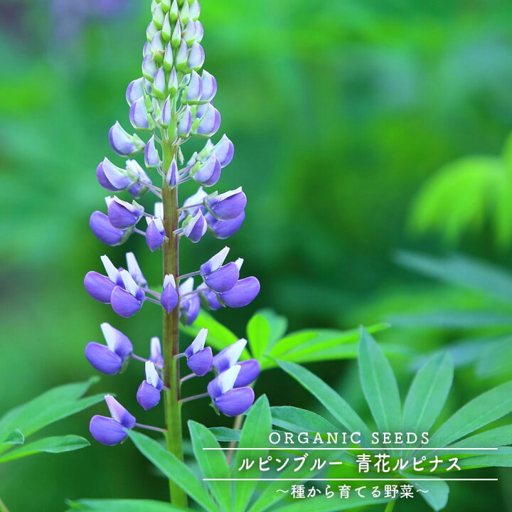 楽天市場 有機種子 ルピンブルー 青花ルピナス 緑肥 牧草 景観用 Lサイズ 900ｇ 種蒔時期 3 6月 9 10月 苗木部 ｂｙ 花 ひろばオンライン