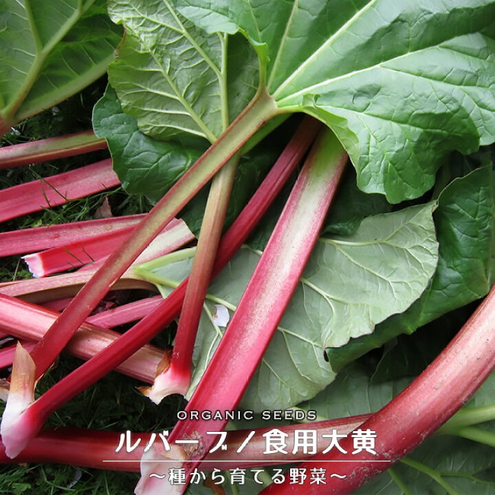 楽天市場 有機種子 ルバーブ 食用大黄 Sサイズ 30粒 種蒔時期 4 5月 9月 苗木部 by 花ひろばオンライン 楽天市場 有機種子 ルバーブ 食用大黄 Sサイズ 30粒 種蒔時期 4 5月 9月 苗木部 by 花ひろばオンライン