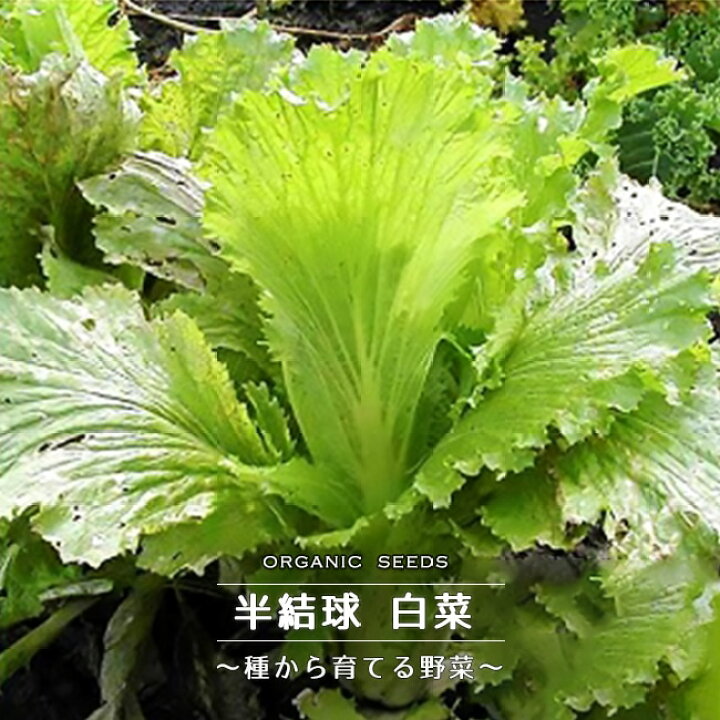 楽天市場 有機種子 半結球白菜 Sサイズ 0 8g 約350粒 種蒔時期 3 4月 8 9月 苗木部 by 花ひろばオンライン 楽天市場 有機種子 半結球白菜 Sサイズ 0 8g 約350粒 種蒔時期 3 4月 8 9月 苗木部 by 花ひろばオンライン