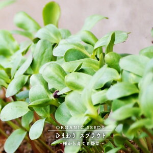 yL@qz Ђ܂/XvEg MTCY 60g 펪 N