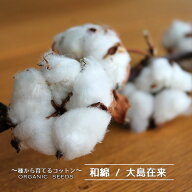 【有機種子】 和綿（わめん）/大島在来 Sサイズ 15粒 種蒔時期 4〜5月