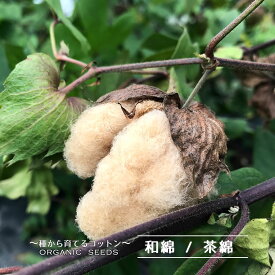 楽天市場 綿 種の通販