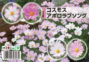  RXX yA|u\Oz 40 i펪 4`7j