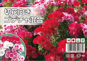 y؉ԌSf`z 50 i펪 9`11j