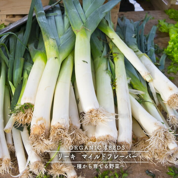 楽天市場 有機種子 リーキ マイルドフレーバー Sサイズ 0 5ｇ 約0粒 種蒔時期 2 4月 苗木部 ｂｙ 花ひろばオンライン