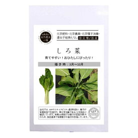 楽天市場 ビーツ 苗の通販
