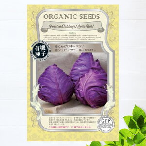 yL@qz ԂƂ񂪂Lxc/ԃVsbcR[J{X S 40 펪 2`3A6`7A10`11