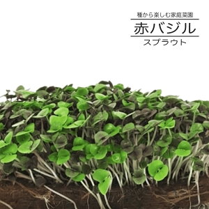 yL@qz ԃoW(XvEg) L (20g) 펪 N܂