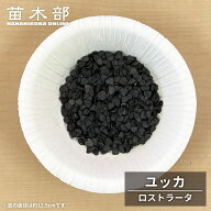 種子 【ユッカ ロストラータ】 Yucca rostrata