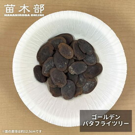 種子 【ゴールデンバタフライツリー】 Bauhinia aureifolia