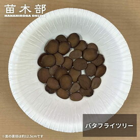 種子 【バタフライツリー】 Bauhinia purprea