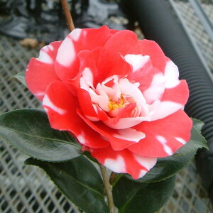 牡丹 鉢 植木 盆栽の人気商品 通販 価格比較 価格 Com