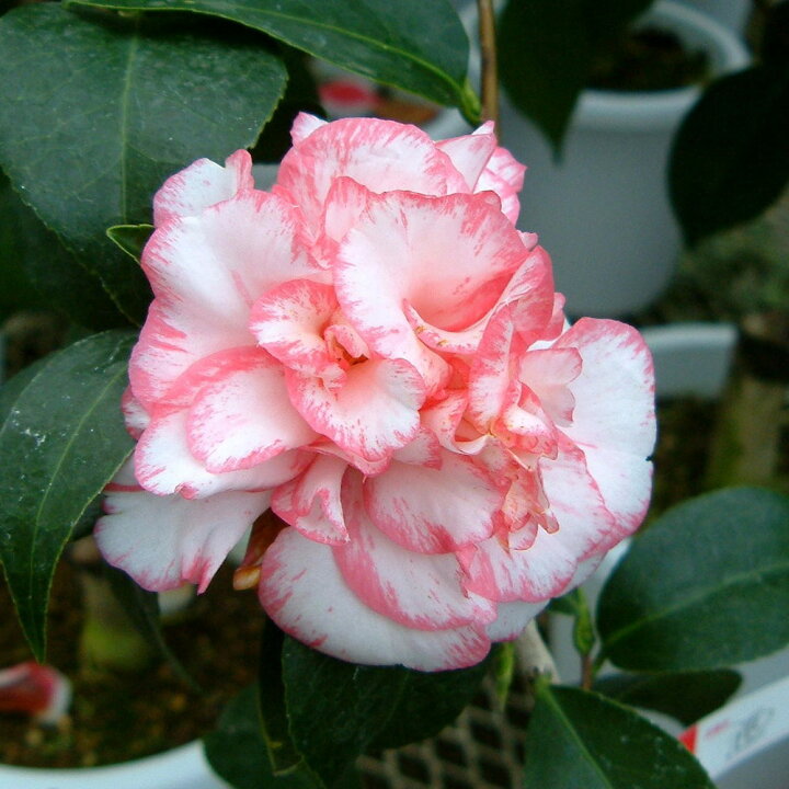 楽天市場 酒中花 シュチュウカ 椿 接木 白鉢苗 開花 3 4月頃 苗木部 ｂｙ 花ひろばオンライン