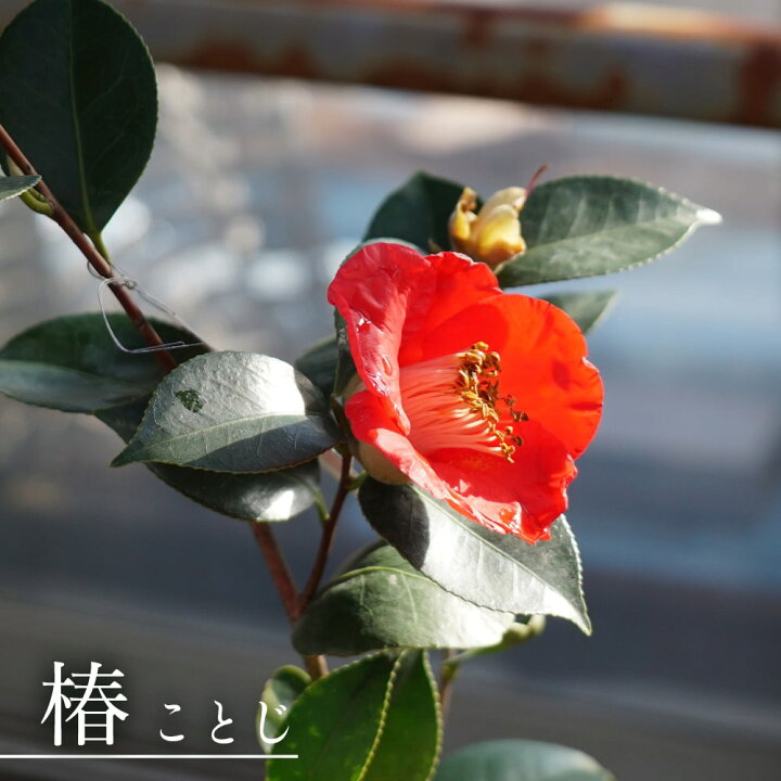 楽天市場 花芽付き ことじ 椿 接木 白鉢苗 開花 11 3月 苗木部 ｂｙ 花ひろばオンライン