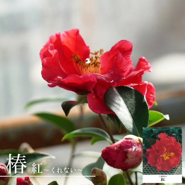 楽天市場 在庫処分値下げ中 椿 ツバキ 紅 くれない 接木 白鉢苗 開花 3 4月 苗木部 ｂｙ 花ひろばオンライン