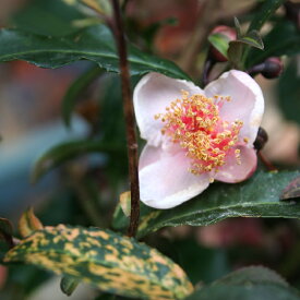 お茶の木 【紅花 斑入り (ベニバナチャノキ)】 3.5号ポット苗