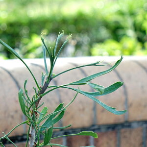 C`E yt (Cgn)z ږ 3.5|bgc