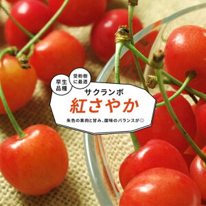 ڂ̖ yg₩z 1Nږؕc y\̔z11`12ח\