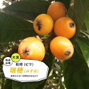 【ビワ苗木】 瑞穂 ( みずほ ) 2年生接ぎ木 ロングスリット鉢苗 果樹苗木 枇杷