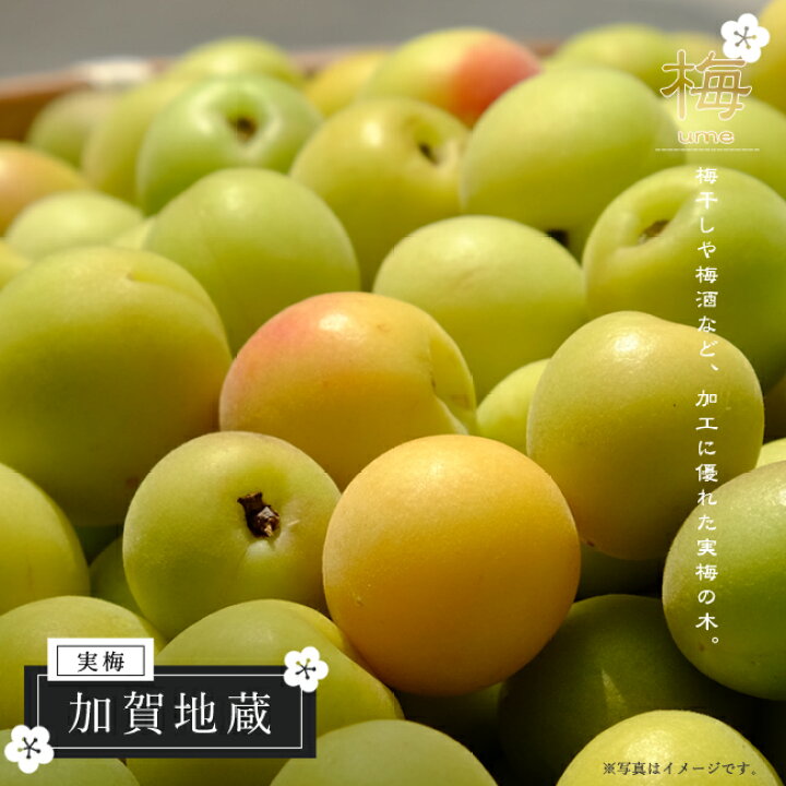 楽天市場 加賀地蔵 実梅 うめ 1年生 接ぎ木 苗木 登録品種 品種登録 苗木部 ｂｙ 花ひろばオンライン