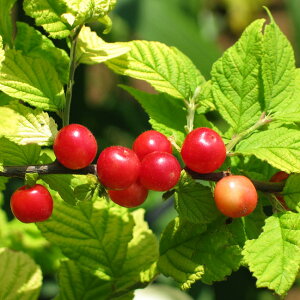 ユスラウメ 苗木 【赤実ゆすらうめ】 2年生接木苗 ロングスリット鉢植え ■限定販売■ 【予約販売】10〜11月頃入荷予定