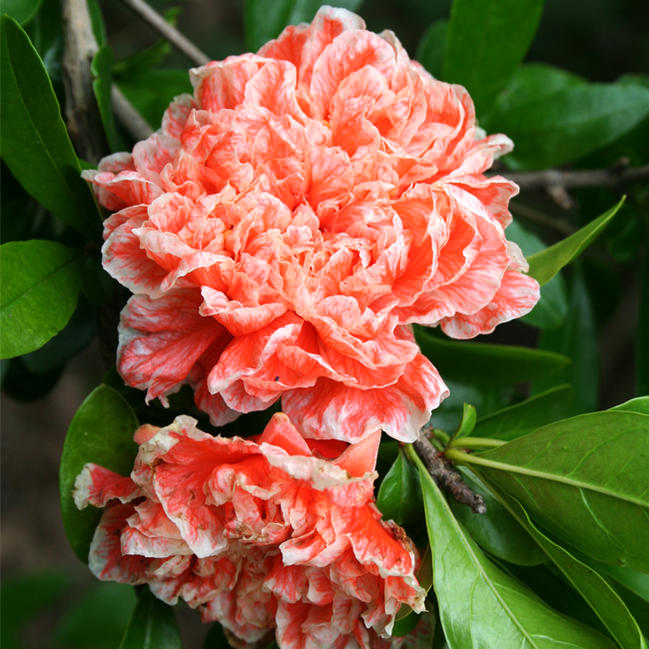 再販ご予約限定送料無料 オレンジの花が美しい ザクロの中でも大変珍しい品種が登場 ザクロ 苗 アマシボリ 大決算セール ポット苗 天絞り